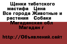 Щенки тибетского мастифа › Цена ­ 80 - Все города Животные и растения » Собаки   . Магаданская обл.,Магадан г.